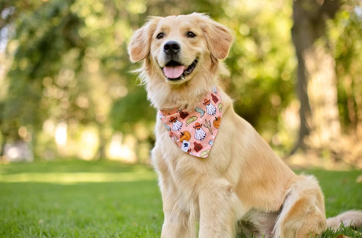 It's Fall Y'all! Dog Bandana